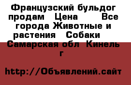 Французский бульдог продам › Цена ­ 1 - Все города Животные и растения » Собаки   . Самарская обл.,Кинель г.